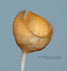 Cookeina tricholoma