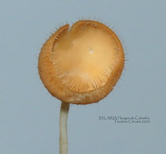 Cookeina tricholoma