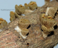 Schizophyllum umbrinum