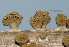 Schizophyllum umbrinum