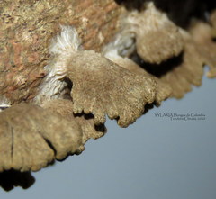 Schizophyllum umbrinum