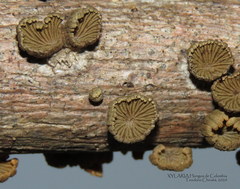 Schizophyllum umbrinum