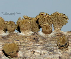 Schizophyllum umbrinum
