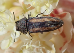 Anambodera