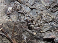 Hypoponera opacior