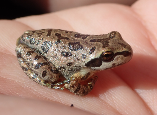 iNaturalist observation photo of Pacific chorus frog