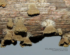 Schizophyllum umbrinum