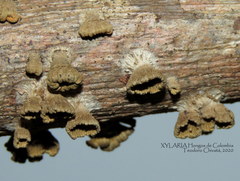 Schizophyllum umbrinum