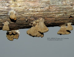 Schizophyllum umbrinum