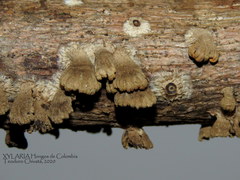 Schizophyllum umbrinum