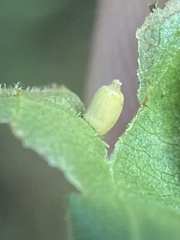 Caryomyia urnula