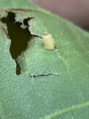 Caryomyia urnula