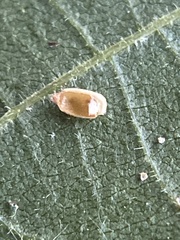 Caryomyia urnula