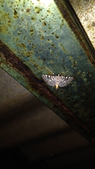 Conchylodes ovulalis