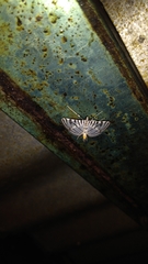 Conchylodes ovulalis
