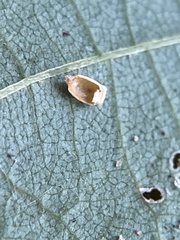 Caryomyia urnula