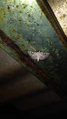 Conchylodes ovulalis