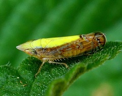 Scaphytopius elegans