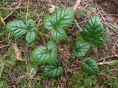 Rubus nivalis