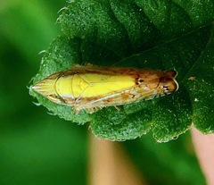 Scaphytopius elegans