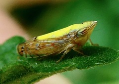 Scaphytopius elegans