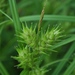 Carex lupulina - Photo (c) Mark Kluge,  זכויות יוצרים חלקיות (CC BY-NC-ND)