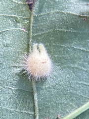 Caryomyia ansericollum