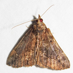 Hypena baltimoralis