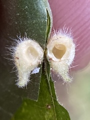 Caryomyia ansericollum