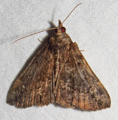 Hypena baltimoralis