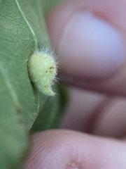Caryomyia ansericollum