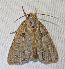 Acronicta ovata