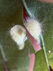 Caryomyia ansericollum