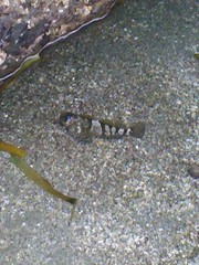 Clinocottus globiceps
