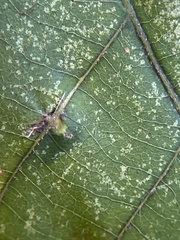 Caryomyia ansericollum