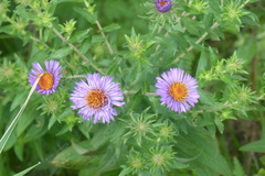 Symphyotrichum novae-angliae