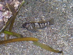 Clinocottus globiceps