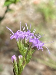 Liatris cokeri