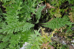 Cirsium andrewsii