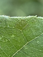 Caryomyia cilidolium