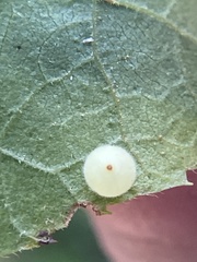 Caryomyia cilidolium