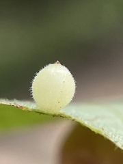 Caryomyia cilidolium