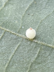 Caryomyia cilidolium