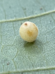 Caryomyia cilidolium