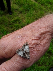 Chytonix palliatricula