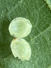 Caryomyia cilidolium