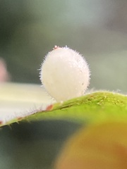 Caryomyia cilidolium
