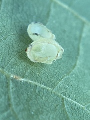 Caryomyia cilidolium
