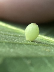 Caryomyia cilidolium