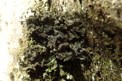 Leptogium denticulatum